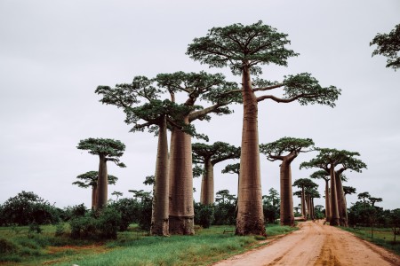 Seguro de viaje a Madagascar con AXA Assistance en Viaje