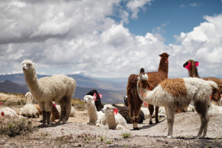 Visa para peruanos que viajan a España